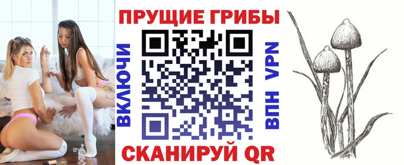 закладки  Вилюйск  Псилоцибиновые грибы Psilocybe 